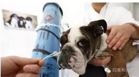 为什么狗狗打完疫苗就招虫,狗狗打完疫苗为什么像疯了一样