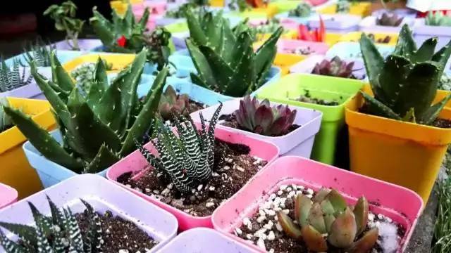 黑王子、观音莲、姬胧月养护教程