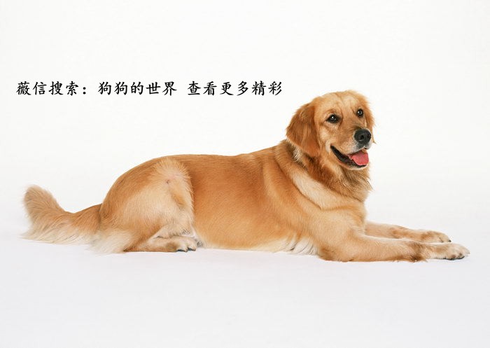 狗狗换牙要关注些什么,狗狗换牙期间应关注哪些问题