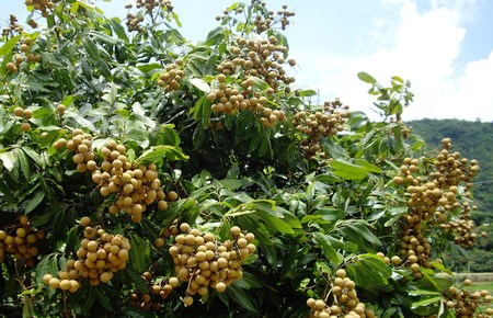 荔枝果实有什么功效和作用,荔枝果皮功效