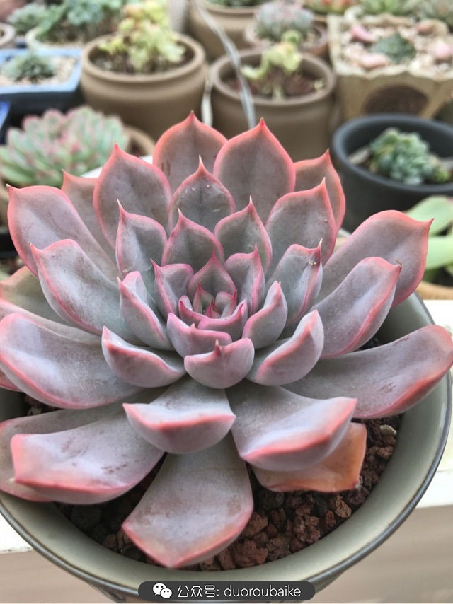 温差大多肉怎么会上色,温差大多肉才能出锦吗