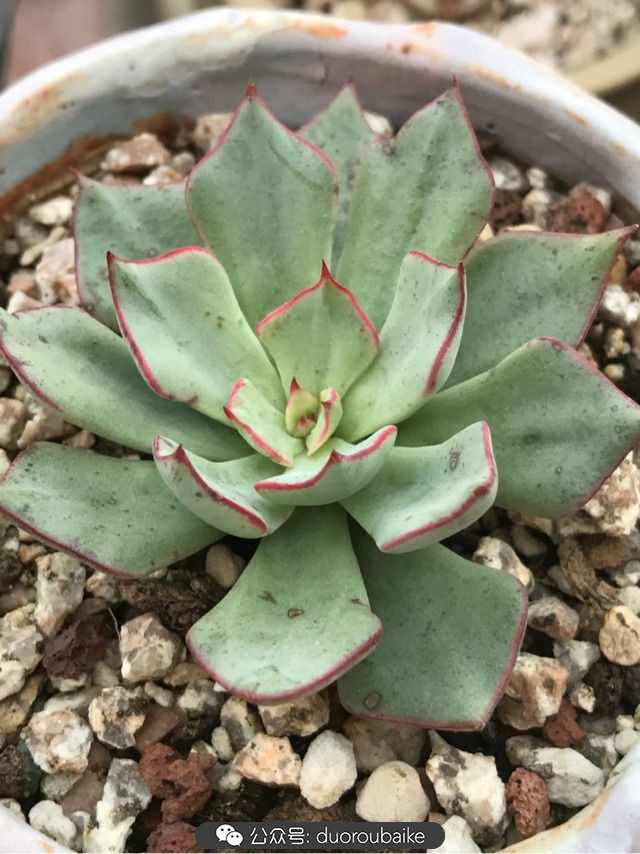 温差大多肉怎么会上色,温差大多肉才能出锦吗