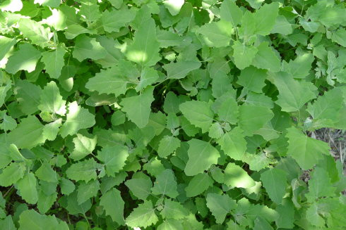 哪些蔬菜碰会过敏发痒,吃什么菜皮肤容易过敏和瘙痒