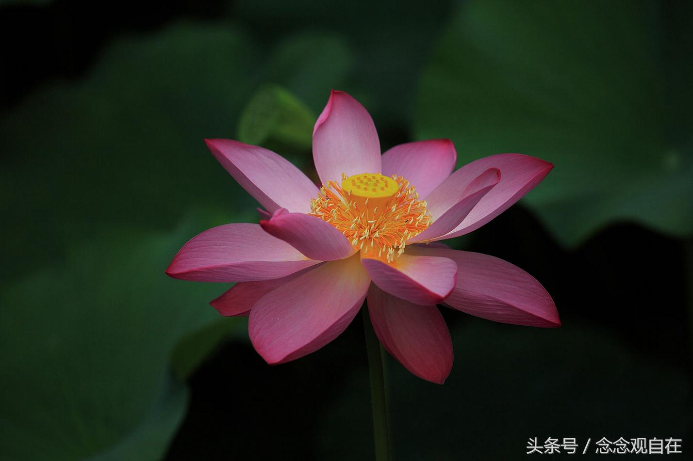 佛像里面的米生虫是怎么回事,佛教米已经生虫了怎么办