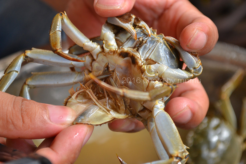 螃蟹要怎么清洗才干净,螃蟹如何清洗干净又好吃