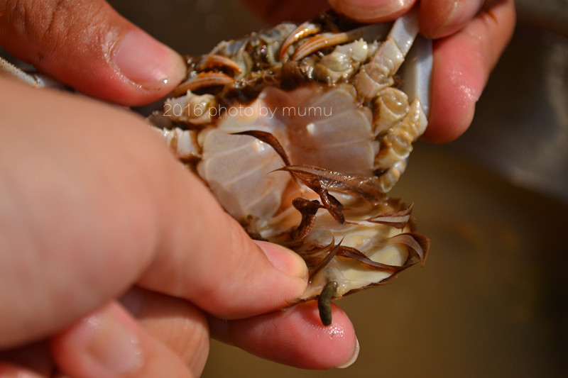 螃蟹要怎么清洗才干净,螃蟹如何清洗干净又好吃