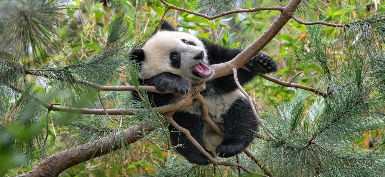 丧尸围城怎么存活,丧尸围城生存骚操作指南