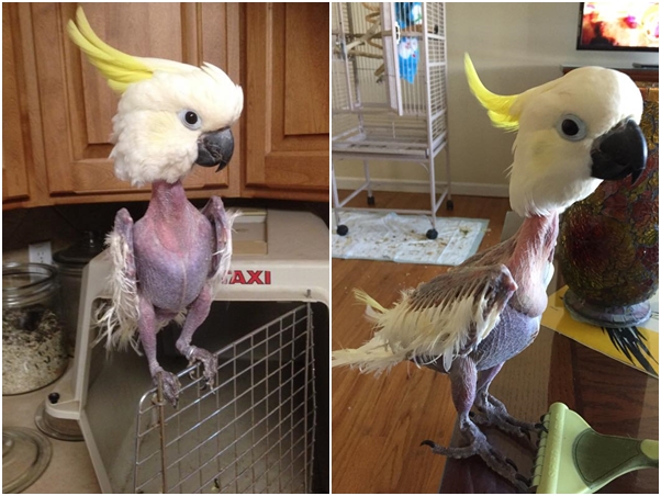 鹦鹉为啥啄掉自己的毛给别人,鹦鹉换毛把自己啄秃了