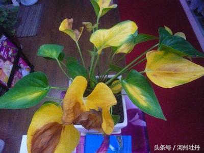 粉色红掌叶子发黄焦边干枯,红掌花杆发黄怎么回事