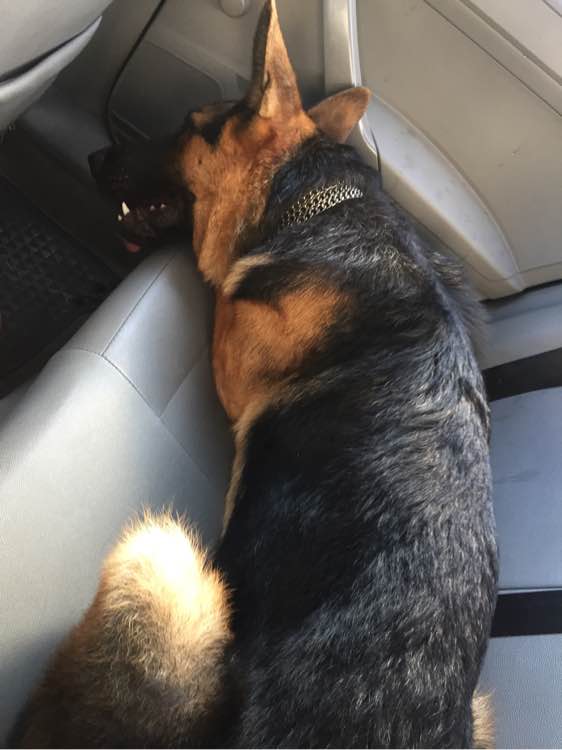 德牧吃饭太冲动怎么办,德牧拉肚子不吃饭怎么办