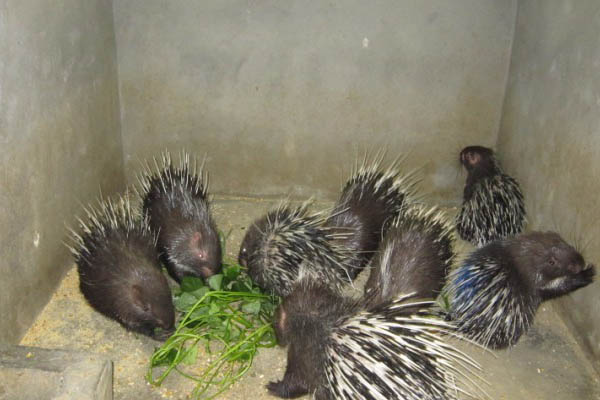 如何开发大型动物养殖场,农村小型养殖场怎么办理手续