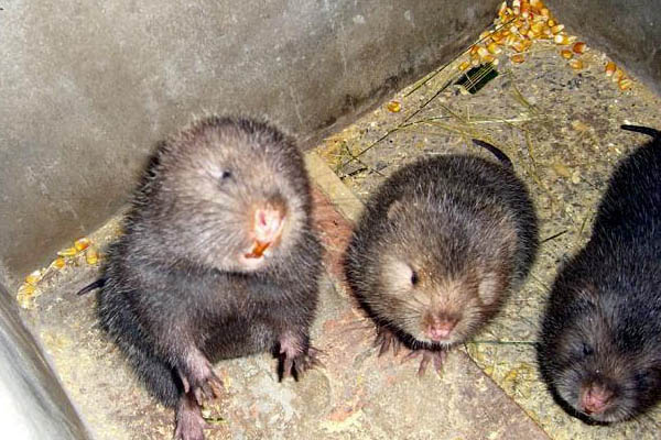 如何开发大型动物养殖场,农村小型养殖场怎么办理手续