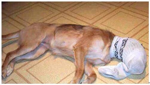 什么样的皮肤病会自身传染 (常见的皮肤病有哪些会传染)