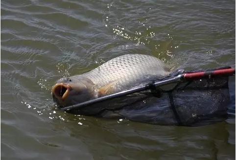 野钓中鱼八种漂相,钓鱼十大诡异漂相