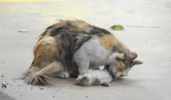 一天内遇见两只死猫吉利吗,一天内碰到两只死猫是什么征兆