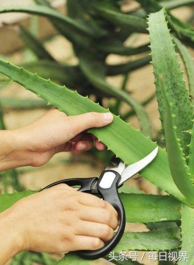 疮疤印怎么去除最有效果,去除疮印最快的方法