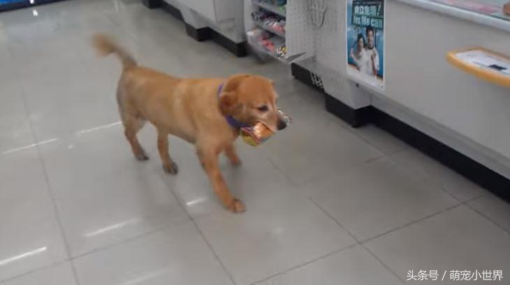 榛勯噾鐚庣姮鐙楀彨,榛勯噾鐚庣姮