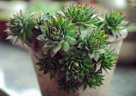 黑王子、观音莲、姬胧月养护教程