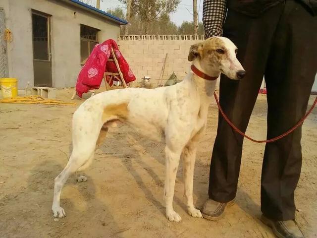 怎么跟成年犬培养感情,格力犬怎么养才不乱跑