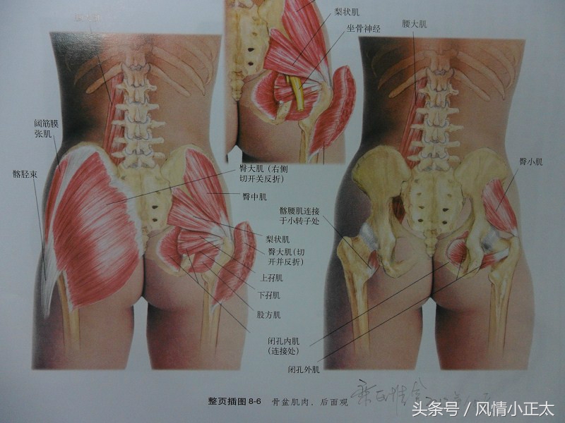 盆底肌功能,盆底肌彩超是什么