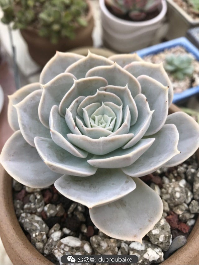 温差大多肉怎么会上色,温差大多肉才能出锦吗