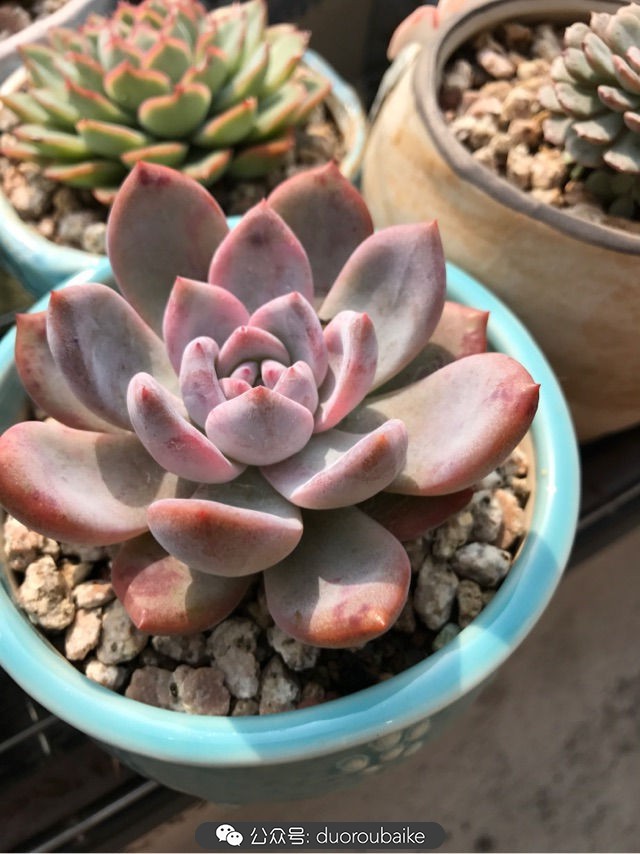 温差大多肉怎么会上色,温差大多肉才能出锦吗