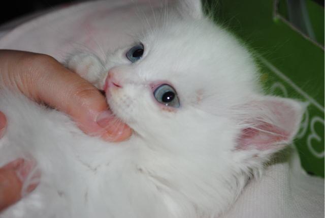 小猫咪得猫藓了该怎么办？如何治疗？