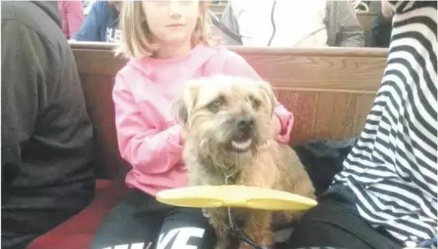 新西兰对动物都很友好吗,新西兰对待动物