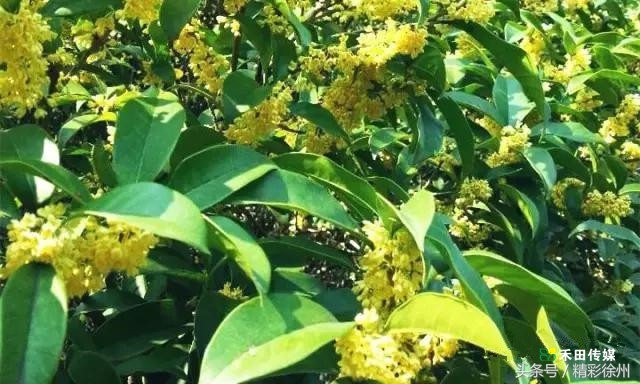 最美的5个赏桂好去处,不错过金秋赏桂好时节