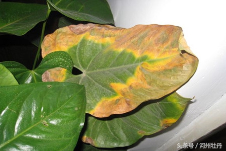 粉色红掌叶子发黄焦边干枯,红掌花杆发黄怎么回事