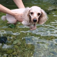 超萌“空中狗爬式”旋风袭卷全世界，一杯水马上变狗爬式！