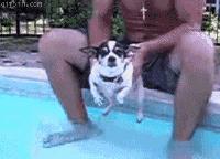 超萌“空中狗爬式”旋风袭卷全世界，一杯水马上变狗爬式！