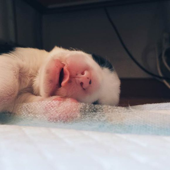 边牧一次能产几只崽,边牧跟拉布拉多生的孩子