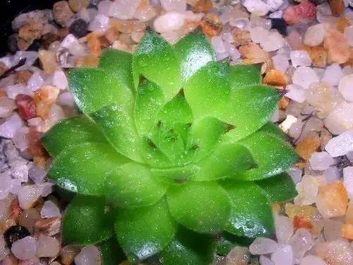 黑王子、观音莲、姬胧月养护教程