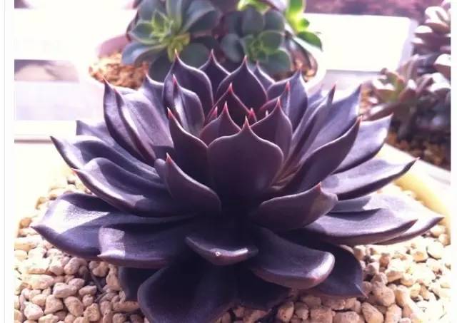 黑王子、观音莲、姬胧月养护教程