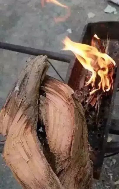 来吧来吧，崖柏吃、喝、抽、睡皆可以！