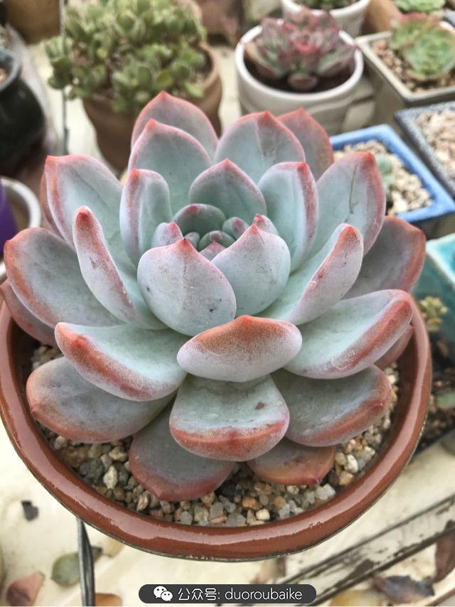 温差大多肉怎么会上色,温差大多肉才能出锦吗