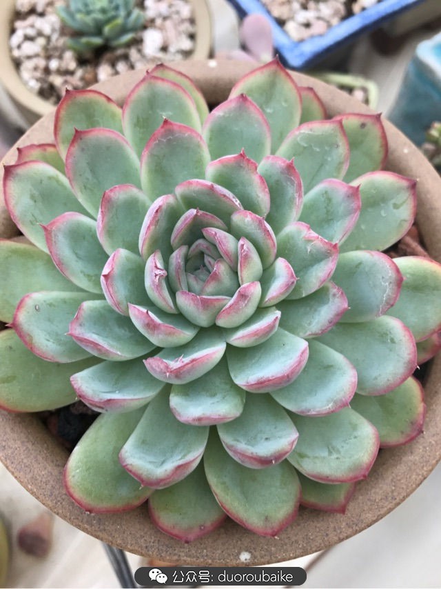 温差大多肉怎么会上色,温差大多肉才能出锦吗