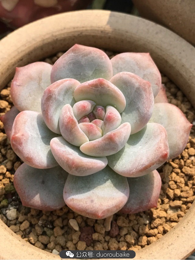 温差大多肉怎么会上色,温差大多肉才能出锦吗