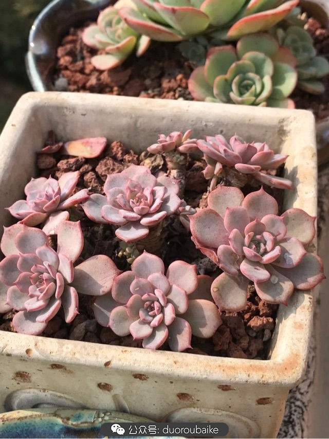 温差大多肉怎么会上色,温差大多肉才能出锦吗