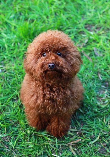 纯种泰迪有一点白毛正常吗,泰迪5个脚垫是不是纯种泰迪