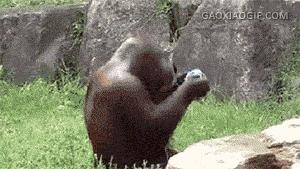 这猩猩成精了,这只猩猩成精了