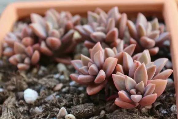 黑王子、观音莲、姬胧月养护教程