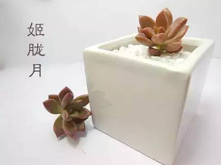 黑王子、观音莲、姬胧月养护教程