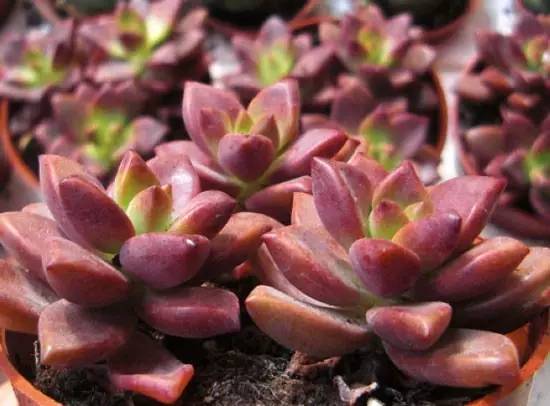 黑王子、观音莲、姬胧月养护教程