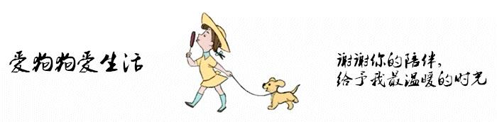 狗狗换牙要关注些什么,狗狗换牙期间应关注哪些问题