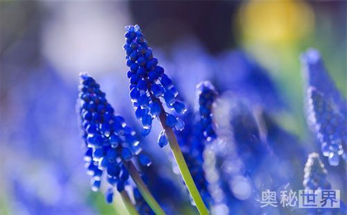 风信子水培开完花后处理流程,水培风信子开花后种球怎么处理