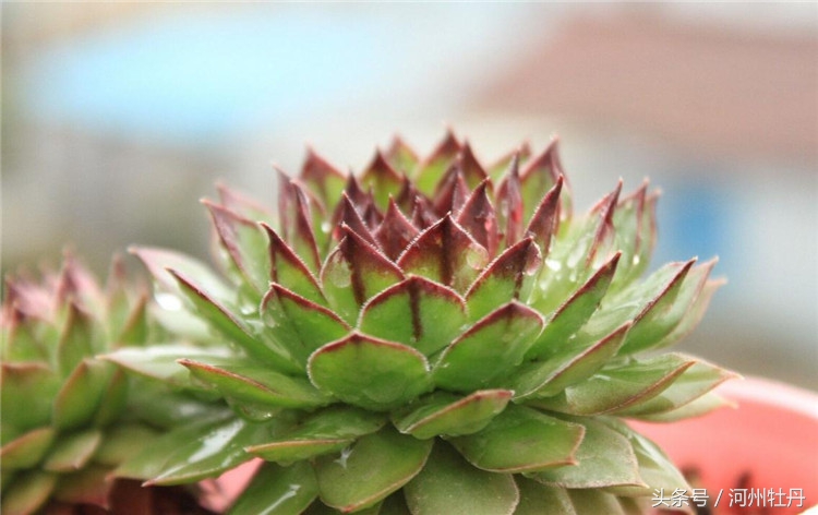 河州牡丹—佛坐莲花，新鲜雅致