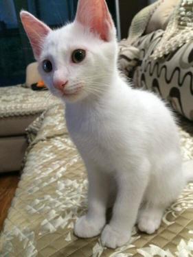 小猫咪得猫藓了该怎么办？如何治疗？