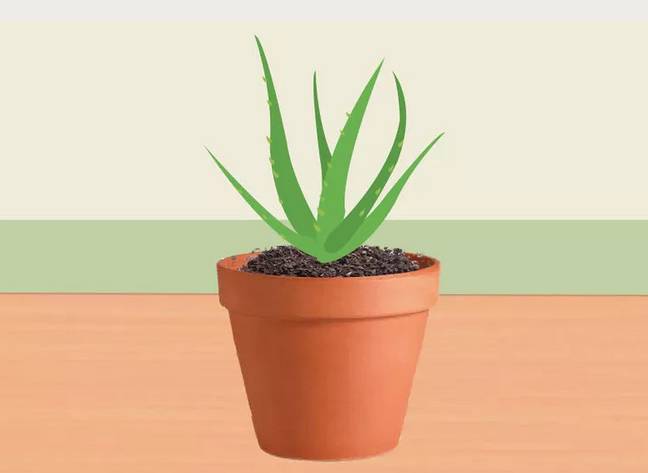 芦荟花烂根还能救活吗,如何救活蔫巴的芦荟